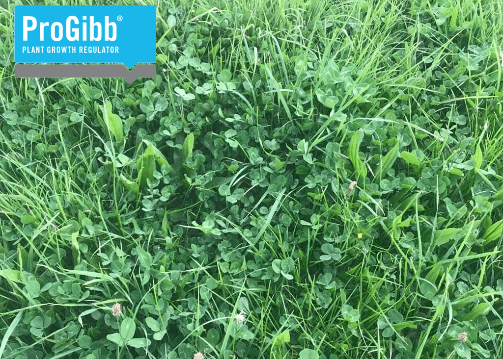 Close up of lush clover in a field.